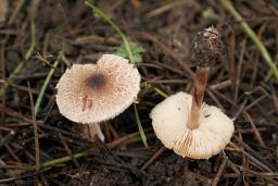 Lepiota lilacea