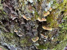 Aleurodiscus disciformis