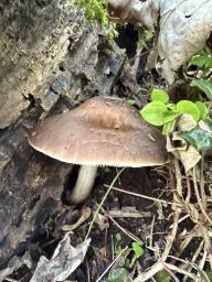 Pluteus cervinus