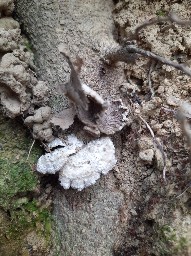 Schizophyllum commune