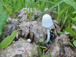 Coprinopsis nivea