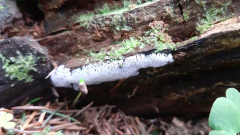 Ceratiomyxa fruticulosa