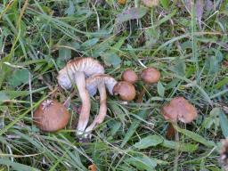 Hygrocybe ingrata