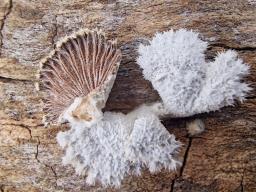 Schizophyllum commune