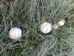 Agaricus urinascens