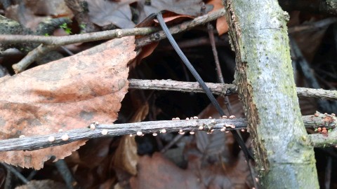 Nectria cinnabarina