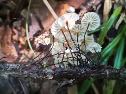 Marasmius rotula