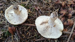 Russula densifolia