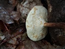 Lentinus substrictus