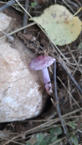 Inocybe geophylla var. lilacina