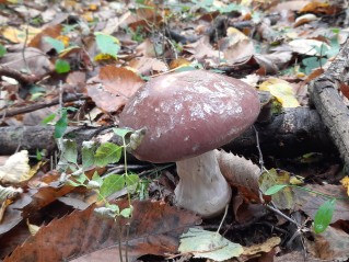 Cortinarius praestans