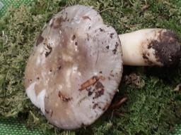 Russula acrifolia