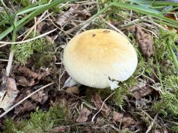 Russula risigallina