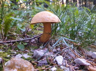 Suillellus luridus