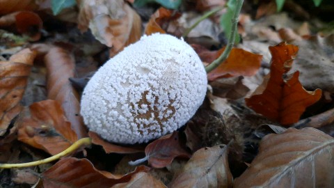 Lycoperdon mammiforme