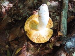 Russula olivacea