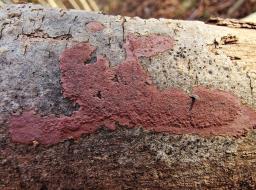 Hypoxylon petriniae