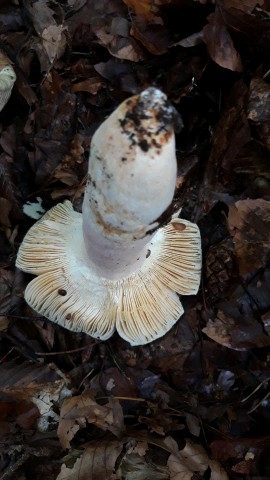 Russula olivacea