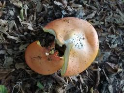 Amanita caesarea