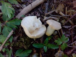 Calocybe gambosa