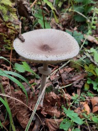 Macrolepiota mastoidea