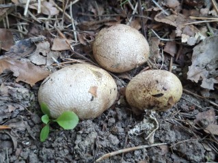 Scleroderma cepa