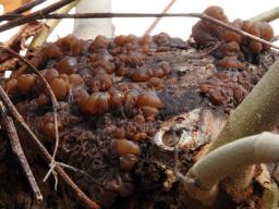 Auricularia mesenterica