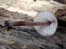 Mycena haematopus