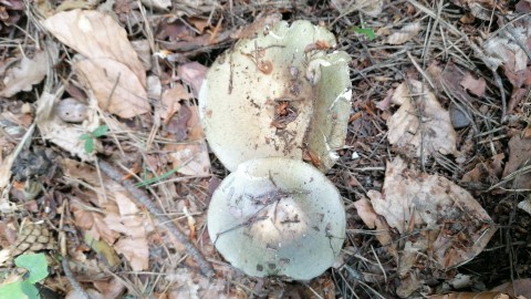 Russula heterophylla