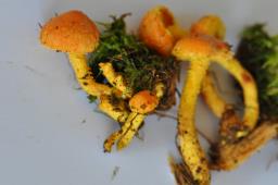 Pholiota flammans