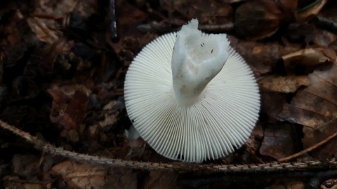 Russula fragilis