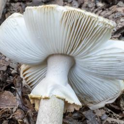 Amanita franchetii