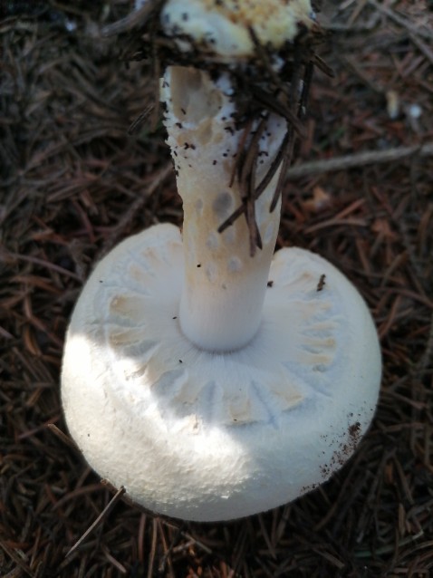 Agaricus arvensis