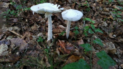 Amanita virosa