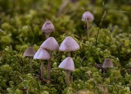 Mycena metata