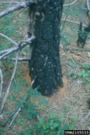 Ips sexdentatus