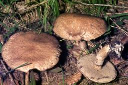 Suillus bresadolae