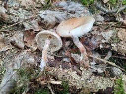 Pholiota mixta