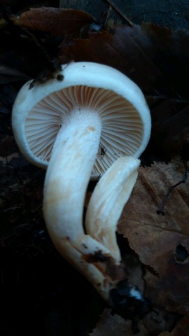 Hygrophorus lindtneri