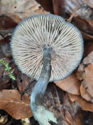 Entocybe nitida