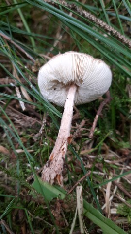 Lepiota echinella