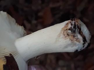 Russula ochroleuca