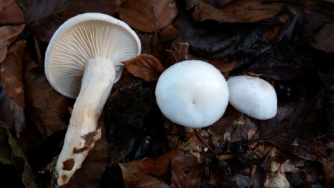 Hygrophorus cossus