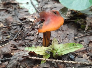 Hygrocybe conica