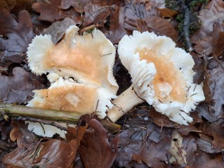 Hygrophorus pudorinus