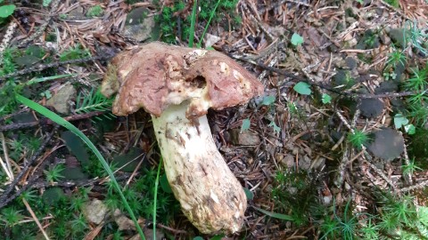 Butyriboletus appendiculatus