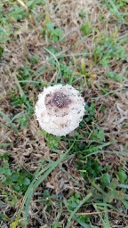 Coprinus comatus