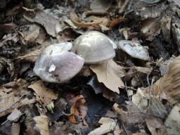 Russula pelargonia