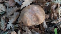 Boletus aereus