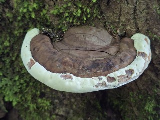 Ganoderma adspersum
